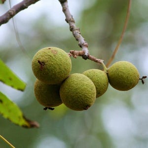 Orzech czarny (Juglans nigra) - 2 nasiona
