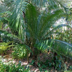 Cycad (Cycas edentata) - 1 ontkiemd zaadje