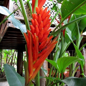Banana scarlatta (Musa coccinea) - 5 semi