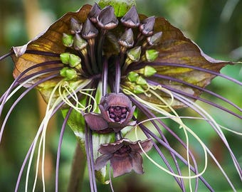 Black Batflower (Tacca chantrieri) - 10 seeds