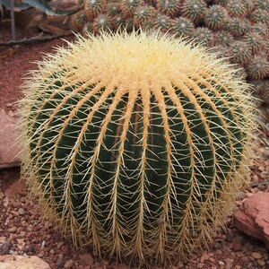 Kaktus beczkowaty (Echinocactus grusonii) - 10 nasion