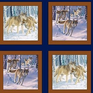 May include: Four square images of a wolf family in a snowy forest. The wolves are brown and white with black noses. The forest is made up of tall, thin trees with white bark. The snow is white and fluffy.