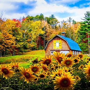 Autumn Sunflower Digital - Four Seasons - 1 Yard Panel - Last Available