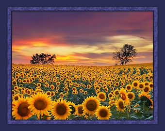 Sunset Over Sunflowers  Digital - 1 Yard Panel