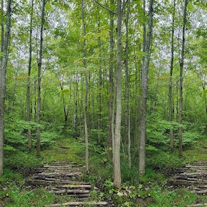 May include: A dense forest scene featuring tall, slender trees with vibrant green leaves and a path constructed from horizontal wooden logs laid across the ground, leading through the lush, grassy undergrowth of the woodland environment.