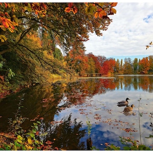 Puede incluir: Un paisaje otoñal con un lago tranquilo rodeado de árboles con follaje vibrante en tonos rojos, naranjas y amarillos. Un ciervo se encuentra en la orilla herbosa, mientras dos patos nadan en el agua y tres aves vuelan en el cielo nublado.