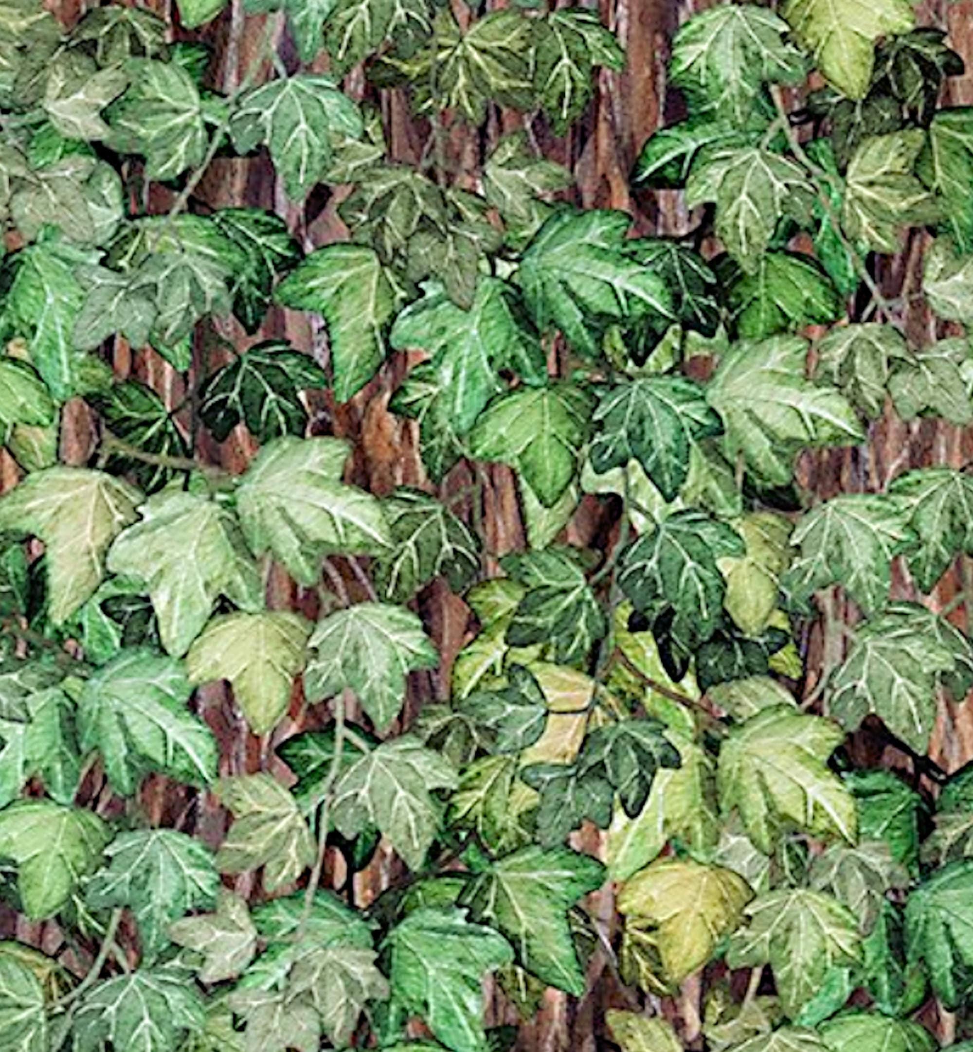 Botanical Ivy - In the Beginning - Jason Yenter - Yardage and More Available