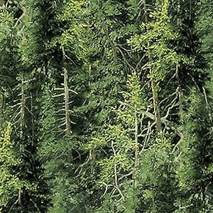 Nuevo - Paisajes naturales forestales - Northcott - Yardas y más disponibles