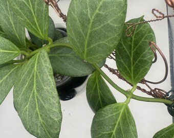 Unrooted Fresh Cutting Mathilde “grey Fairy” - Etsy