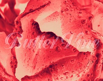 Pink Fine Art Print - Etsy