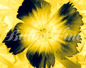 Yellow and Blue Flower "The Breeze" Print - A Giclee Fine Art Open Edition 3.5" x 3.5" Print, Signed, With 8" x 8" Mat, Unframed