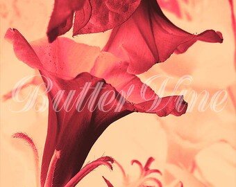 Red and Orange Flower "Conversation In Shade" Print - A Giclee Fine Art Open Edition 3.5" x 3.5" Print, Signed, With 8" x 8" Mat, Unframed