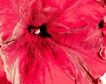 Coral and Pink Flower "Velvet Pansy" Print - A Giclee Fine Art Open Edition 3.5" x 3.5" Print, Signed, With 8" x 8" Mat, Unframed