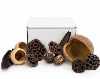 Natural Pod Assortment for Reptile & Terrarium Decor | 14 Piece Mixed Pod Pack