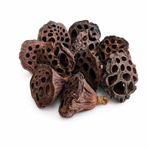 May include: A collection of dried lotus seed pods, showcasing a dark brown color and a distinctive porous texture. The pods are clustered together against a white background, highlighting their unique, natural appearance.