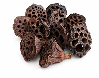 Mini Lotus-kapslar för terrarier, isopodskinn, botanisk vivariumdekor (10-pack)