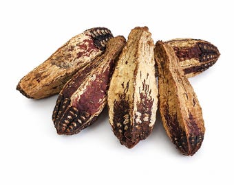 Mahogany Pods for Terrariums, Natural Botanical Decor, Isopod Hide, Vivarium (5 Pack)