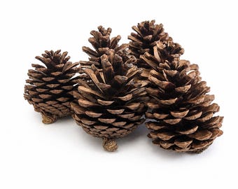 Natural Austriaca Pine Cones for Reptile Terrariums, Pack of 6, Bioactive Vivarium Decor