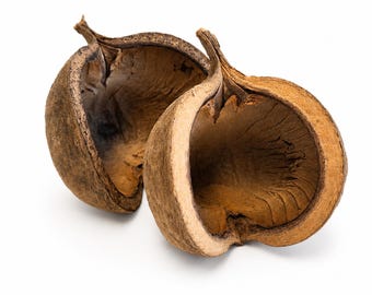 Buddha Nut Pods, Natural Sterculia Pod Hides, Reptile Terrarium Decor (Pack of 2)