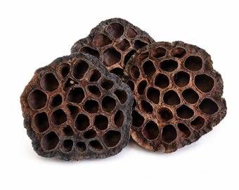 Natural Lotus Pods for Reptile Terrariums, Pack of 3