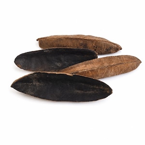May include: Four elongated seed pods, two in dark brown and two in lighter brown, are arranged on a white background. The pods have a smooth, slightly curved shape, with a textured surface. The overall aesthetic is natural and organic.