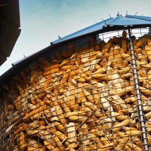 Könnte beinhalten: Ein großer Metallsilo, gefüllt mit getrockneten Maiskolben. Der Silo ist mit einer blauen Plane abgedeckt und hat einen Drahtkäfig, um das Mais zu halten.