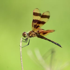 Insect Photography, Wildlife Print, Cool Insect, Published Art, Dragonfly, Halloween, Photography Decor, Nature