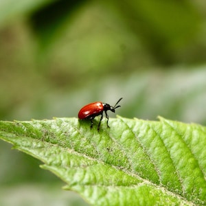 Insect Photography, Nature Print, Wildlife Photography, Green, Wall Decor, Original Photography, Nature, Wildlife
