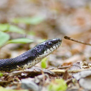 Natuurfotografie, natuurprint, wanddecoratie, herpetologie, slang, originele fotografie, Illinois