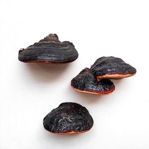 Peut inclure: Trois champignons brun foncé avec un dessous brun rougeâtre. Les champignons sont disposés en forme de triangle sur un fond blanc.
