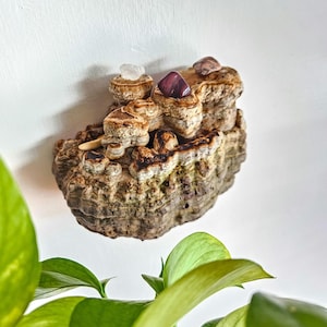 Fomes Fomentarius Mushroom Wall Shelf: Goblincore Forest Decor