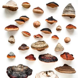 Koelkastmagneet echte polypore-paddestoel uit het bos – rustiek decor, schimmels van gefokt hout