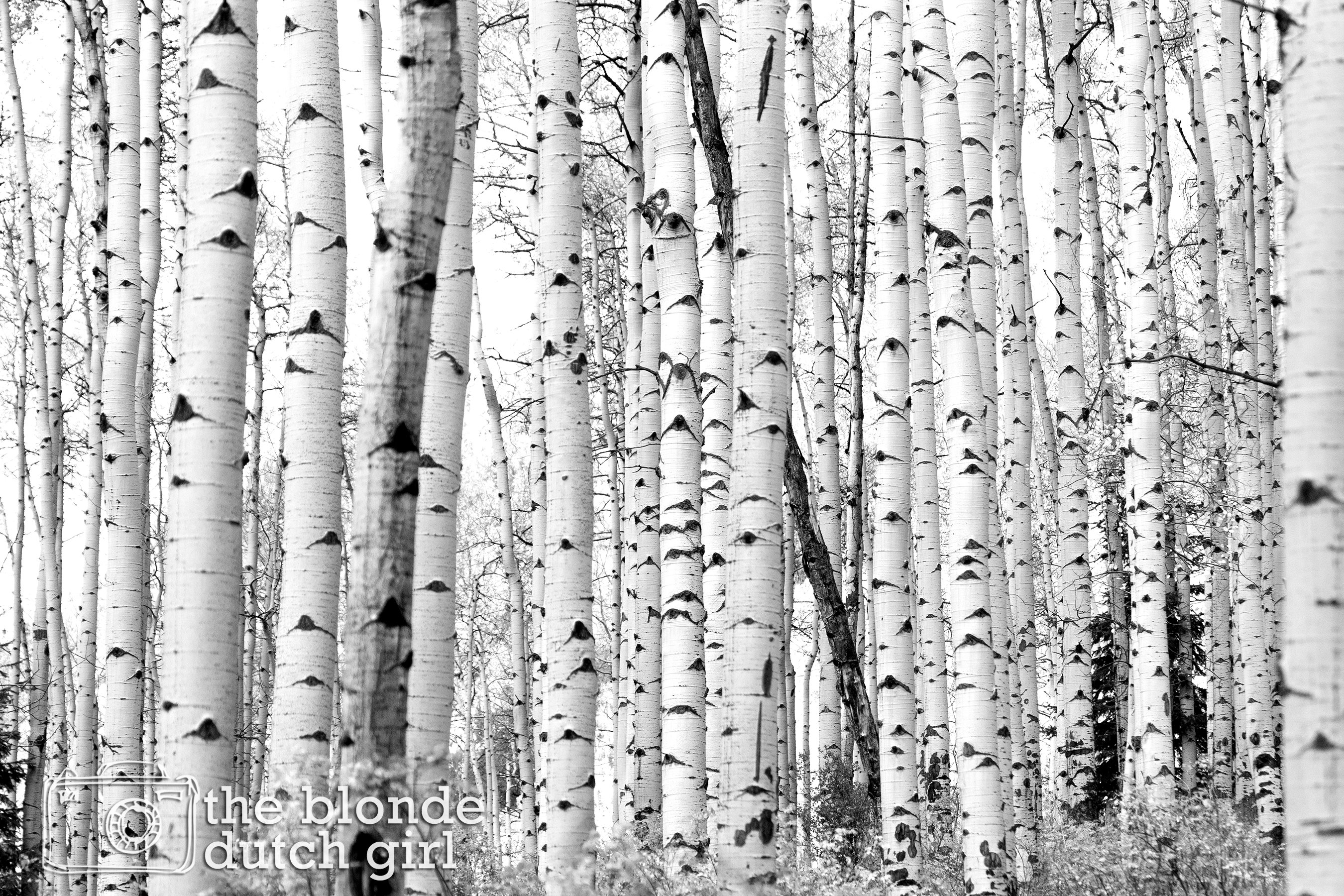 Aspen Grove in Colorado / Aspen Tree Trunks / Aspen Trees in - Etsy