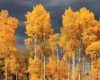 Aspen Trees and Grey Storm Clouds (photograph, various sizes)