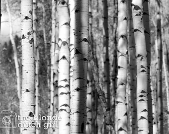 Trees in Colorado / Aspen Tree Trunks / Aspen Trees in the Fall (photo, various sizes, color or black & white)