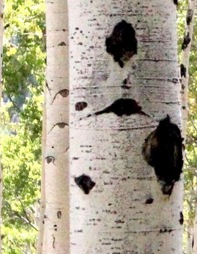 Aspen Photo Aspen Trees Aspen Tree Photo Black and White Aspen Photograph Row of Aspens GIANT PRINT in color or black /& white