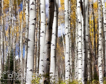 Fall Aspens in Colorado / Aspen Tree Trunks / Aspen Trees in the Fall (photo, various sizes, color or black & white)