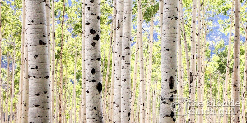 Aspen Photo Aspen Trees Aspen Tree Photo Black and White Aspen Photograph Row of Aspens GIANT PRINT in color or black /& white