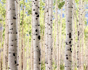 Grove of Green Aspen Trees Near Aspen Colorado (photo, various sizes)
