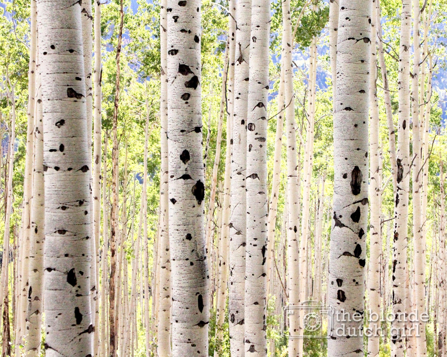 Grove of Green Aspen Trees Near Aspen Colorado photo Various Etsy