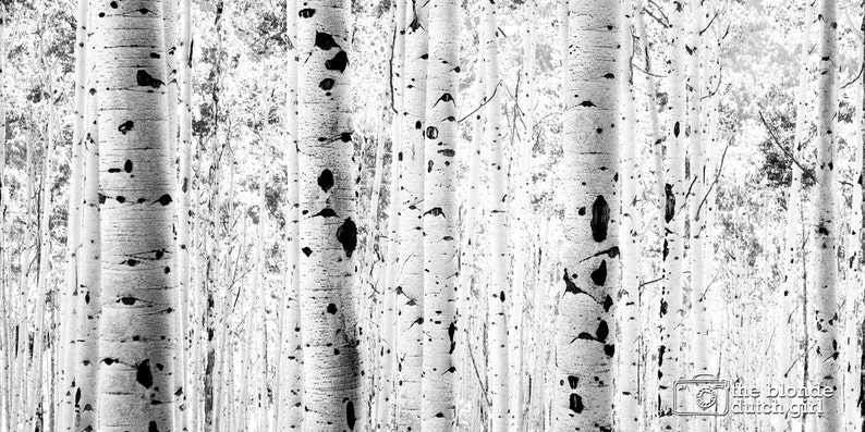 Aspen Photo Aspen Trees Aspen Tree Photo Black and White Aspen Photograph Row of Aspens GIANT PRINT in color or black /& white