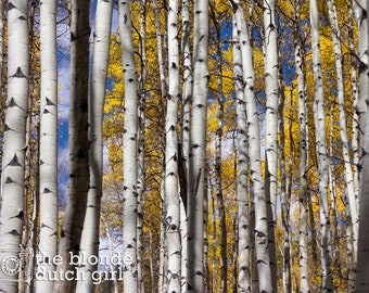Into the Aspen Grove / Aspen Tree Trunks / Aspen Trees in the Fall (photo, various sizes, color or black & white)