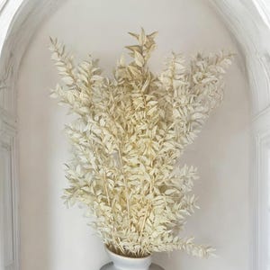 Preserved Ruscus white, Stabilized Ruscus Bunch of 10-12 stems, Home Decor, Boho Wedding Decoration, Room Decor Hotel, Dry flower bouquet