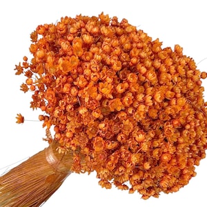 Flores de Glixia Marcela Naranja, Ramo Natural 75g, Flores Secas, Decoración de Bodas, Mini Flores para Ramos, Decoración de Mesa para el Hogar, BOHO