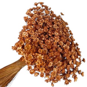 Flores de Glixia secas marrones: ramo natural de 50 g