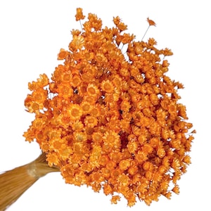 Flores de Glixia teñidas de naranja: ramo seco de 50 g