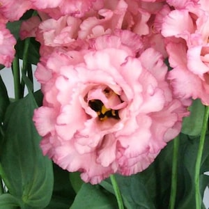 Madonna pink Lisianthus Plant Starts/plugs. Wedding Bouquets, Cut Flowers