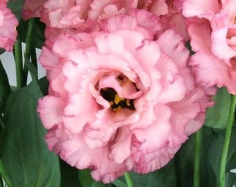 Madonna pink Lisianthus Plant Starts/plugs. Wedding Bouquets, Cut Flowers