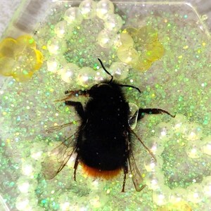 May include: A resin pendant with a bumblebee, black with orange markings, set in a clear, hexagonal shape. The background is green glitter, yellow flower details, and a string of white beads. The bee's wings are translucent.