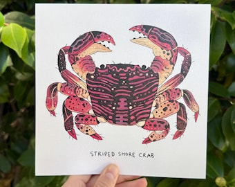 Striped Shore Crab 7x7 Art Print